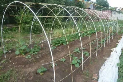 Building greenhouses and hotbeds